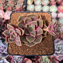 Echeveria 'Zestar' 2" Cluster Succulent Plant