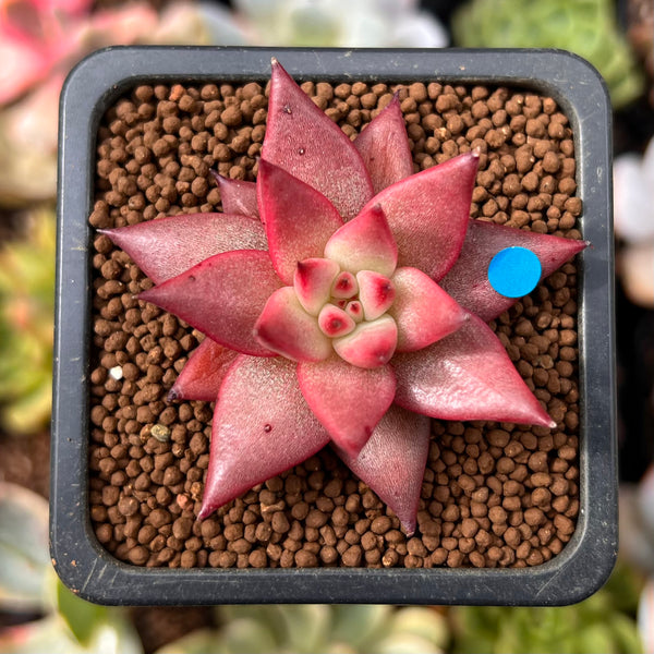 Echeveria Agavoides 'Sirus' 1" Small Succulent Plant *Seed Grown*