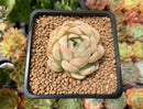 Echeveria 'Hanatsukiyo' 1"-2" Succulent Plant