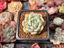Echeveria 'Blue Swallow' 1" Succulent Plant