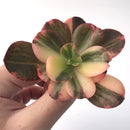 Echeveria 'Primadonna' Variegated 3" Succulent Plant
