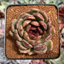 Echeveria 'Black Queen' Hybrid 3" Succulent Plant