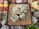 Echeveria 'Polar Bear' 3" Cluster Succulent Plant
