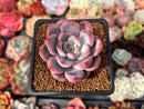 Echeveria 'Charming Stone' 2" Succulent Plant