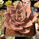 Echeveria Agavoides 'Rose Pink' 4" New Hybrid Succulent Plant