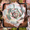 Echeveria 'Teirosa' 2"-3" Succulent Plant