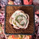 Echeveria 'Berkley Light' Variegated 1” Succulent Plant