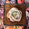 Echeveria 'Berkley Light' Variegated 1” Succulent Plant