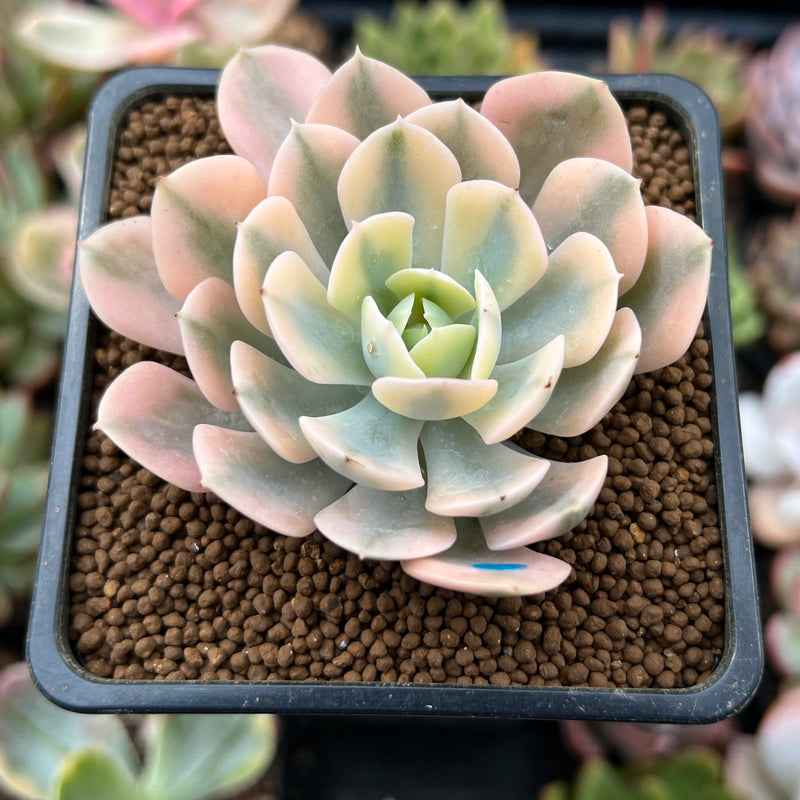 runyonii succulent Echeveria Runyonii Variegated (Aka Echeveria 'Akaihosi' Variegated) 2
