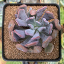 Echeveria 'Cupid' 3" Succulent Plant