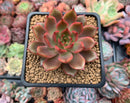Echeveria Agavoides 'Red Bell' 2"-3" Succulent Plant