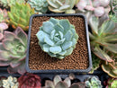 Echeveria 'Laui' Hybrid 1" Succulent Plant