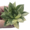 Haworthia 'Cymbiformis' Variegated 3" Succulent Plant