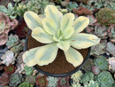 Echeveria 'Japan Moon River' Variegated 3" Succulent Plant