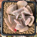 Echeveria 'Pink Exotic' 2"-3" Succulent Plant