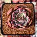 Echeveria 'Sanderia' 2"-3" Succulent Plant