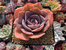 Echeveria 'Dusty Rose' 3"-4" Cutting Succulent Plant