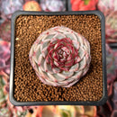 Echeveria 'Red Velvet' 2" Succulent Plant