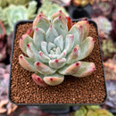 Echeveria 'Colorata Brandtii' 2" Succulent Plant