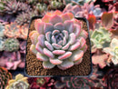 Echeveria sp. 3"-4" Succulent Plant