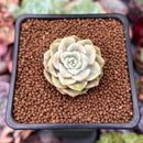 Echeveria 'Tinkerbell' Variegated 1" Succulent Plant