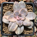 Quetzalcoatlia 'Pentandra Superba' Variegated 2" Succulent Plant (Formerly Graptopetalum 'Pentandrum Superbum' Variegated)