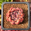 Echeveria Agavoides 'Levin' 1" Succulent Plant