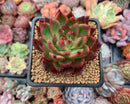 Echeveria Agavoides sp. 2"-3” Succulent Plant