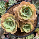 Echeveria 'White Snow' Cluster 5" Succulent Plant