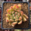 Echeveria Agavoides 'Wax' 2" Succulent Plant
