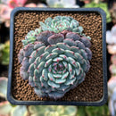 Echeveria 'Tuxpan' Cluster 2"-3" Succulent Plant