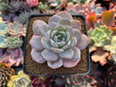 Echeveria 'Grouse' 3" Succulent Plant
