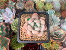 Echeveria 'Orange Sherbert' 1" Succulent Plant