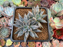Echeveria 'Unguiculata' 2" Cluster Succulent Plant