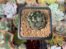 Echeveria Agavoides 'Sarabony' 1" Succulent Plant