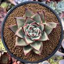 Echeveria Agavoides 'Montania' 3" Succulent Plant