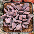 Echeveria 'Cupid' 2"-3" Cluster Succulent Plant