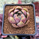 Echeveria 'Cherry Bomb' 2" Air Magic Hybrid Succulent Plant