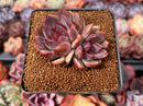 Echeveria 'Violet Cheese' 2" Cluster Succulent Plant