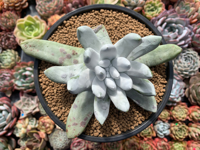 dudleya succulent Dudleya Pachyphytum 4"-5" Succulent Plant – True Succulents Plant Co