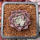 Echeveria 'Water Drop' 1" New Hybrid Succulent Plant