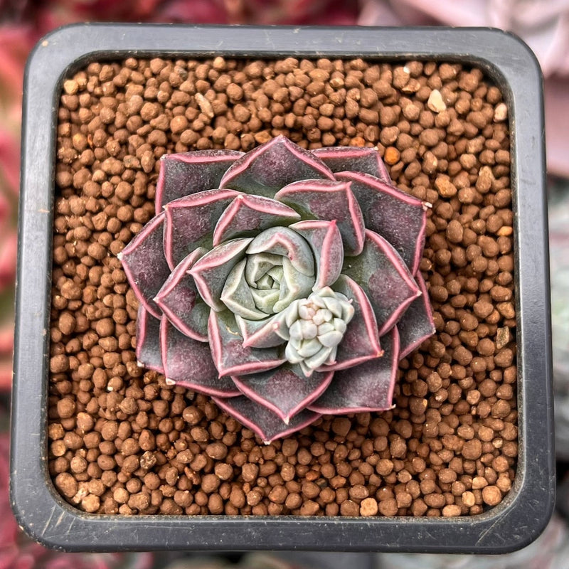 water drop succulent Echeveria 'Water Drop' 1" New Hybrid Succulent Plant