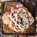 Echeveria Hybrid sp. 1"-2" Succulent Plant