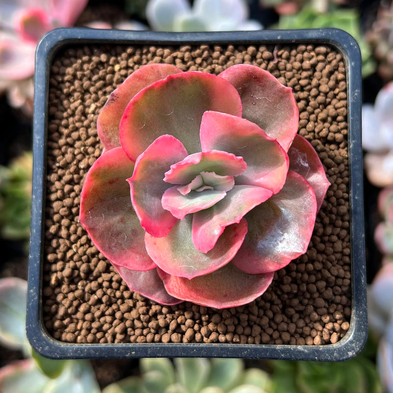 suyon succulent Echeveria 'Suyon' Variegated 1