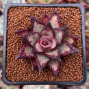 Echeveria Agavoides sp. 2" Succulent Plant
