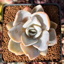 Echeveria 'Bambino 2" Succulent Plant