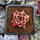 Echeveria 'Mysterious Rose' 1" Succulent Plant