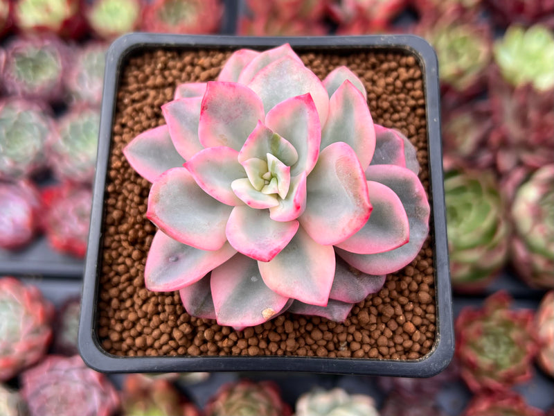 succulent with pink tinged leaves Echeveria 'Pink Harin' Variegated 2" Succulent Plant – True Succulents Plant  Co