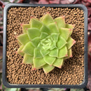 Echeveria Agavoides 'Francesca' Variegated 2" Succulent Plant