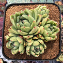 Echeveria Agavoides 'St.Louis' 5" Cluster Succulent Plant